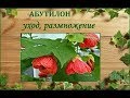 Абутилоны - уход в домашних условиях