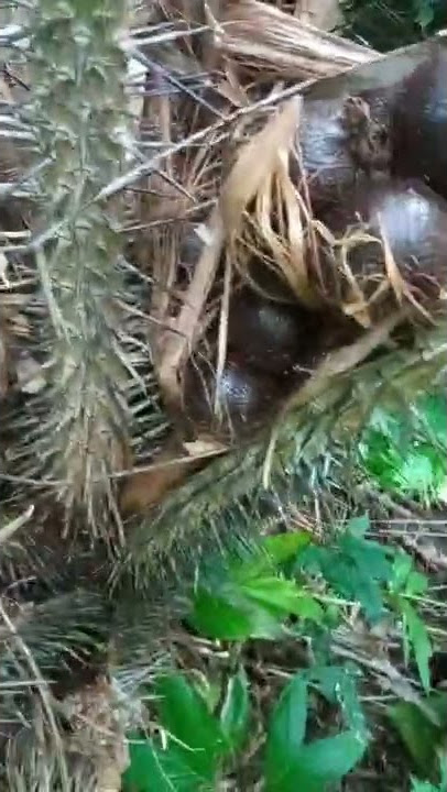 Buah Salak Bercabang tiga #shorts #viral #short #video