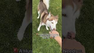 Why your husky is destroying your house: it's not rebellion, it's desperation... 😰