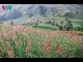 Gia Lai: Leo núi lửa Chư Đăng Ya mùa hoa dã quỳ - TinGiaLai.com