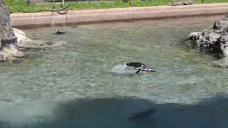 Penguins are enjoying swimming in SF Zoo by Mila  13 views 1 month ago 1 minute, 25 seconds