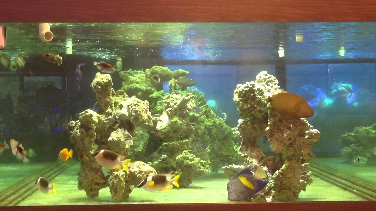 trigger fish tank - YouTube