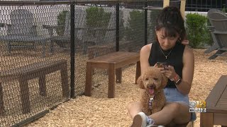 Perfect Place For Dog Lovers: Bark Social To Open In Canton
