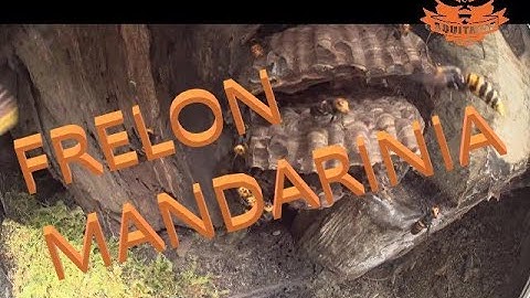 Nid de frelons mandarinia, aussi appellé frelons géant