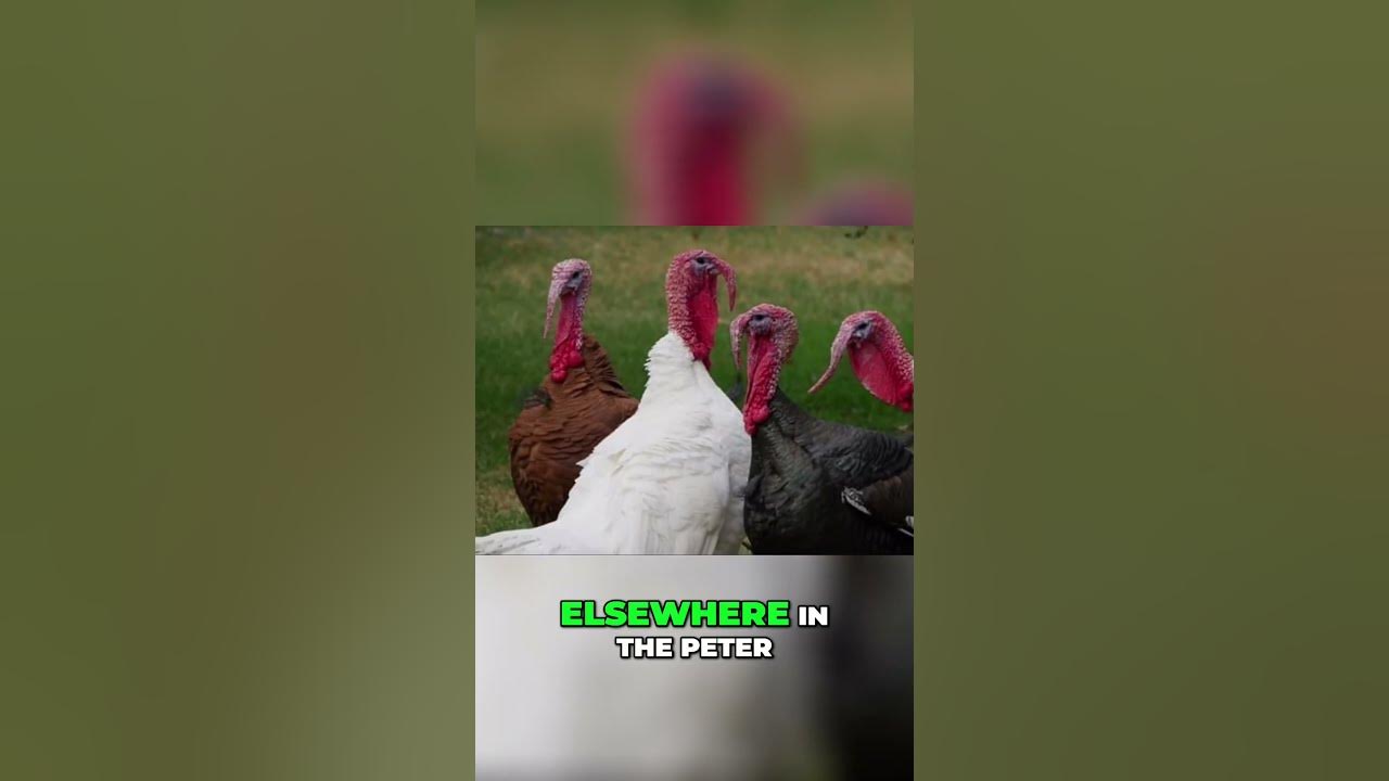 Shocking Butterball Turkey Scandal Exposé Revealed peta butterball animalrights shorts YouTube