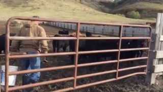 Feeding Bulls