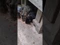 I TOUCHED THE TUX Kittens Catland Feralcats I TOUCHED THE TUX Kittens Catland Feralcats