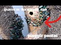 PANEN KERANG IJO LIAR DIPINGGIR PANTAI BANYAK BANGET,BAWA PULANG SE_EMBER FULL