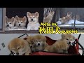 【秋田犬の子犬5匹の成長記録・総集編】～5 Akita Inu puppies growth record～