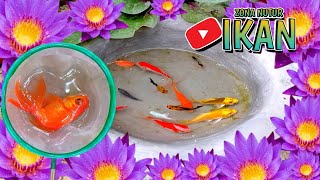 menangkap ikan warna warni, ikan glofish, ikan mas koki, ikan  gabus, ikan platis ikan koi ,lele 🦀23