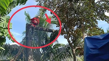 anh thợ cưa hạ cây thốt nốt rất to rất nhiều năm tuổi cho ngoại