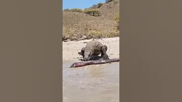 Komodo Dragon Gets Shocked By Electric Eel Animals Nature Wildlife 