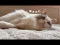 猫まみれ | 猫アイテム22作品登場【Creemaのある暮らし】-vlog-