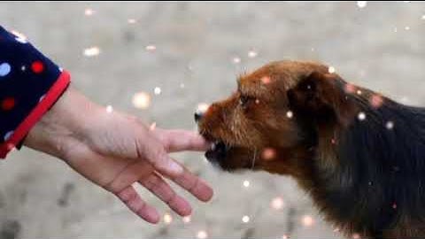 9 Arti Mimpi Di Gigit Anjing.
