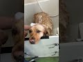 【ちゃんリンシャン】承太郎を初めてシャンプーしてきました🧴#shorts #labrador #盲導犬