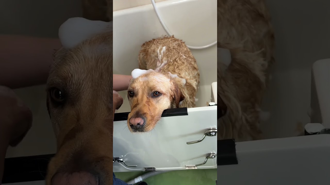 【ちゃんリンシャン】承太郎を初めてシャンプーしてきました🧴#shorts #labrador #盲導犬