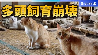 崩れたキャットタワー、刺激臭…猫180匹多頭飼育崩壊はなぜ起きた