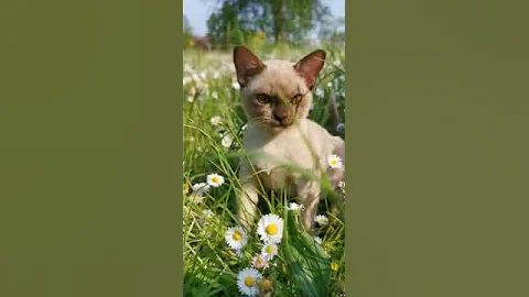 Video 2295911: european burmese kitten, burmese kitty, burmese cat, chocolate burmese, kitten love