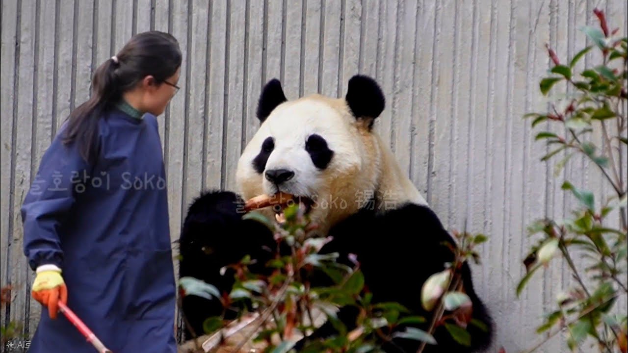 왕사육사님이 주신 죽순을 맛있게 먹는 푸야... | 2월 19일 오후(푸바오 실시간) Panda Fubao
