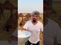 حليب الابل حليب الناقة شرب الابل حليب في المملكة العربية السعودية على الطريقة التقليدية القديمة