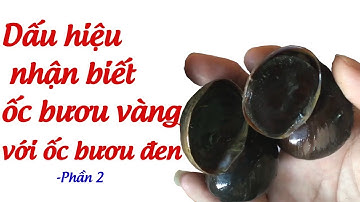 Dấu hiệu nhận biết ốc bươu vàng, cách phân biệt ốc bươu vàng với ốc nhồi, ốc bươu đen - Phần 2