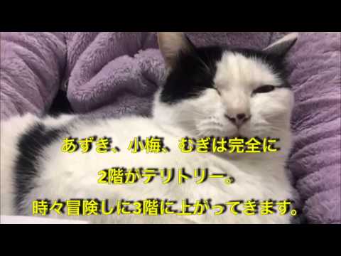 ユニクロ ドラえもん 売り切れ ユニクロ ドラえもん 売り切れ