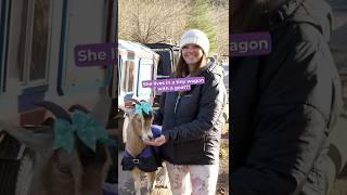 She lives in 45 sq ft and her roomate is a goat #shorts