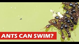 Do Ants Can Swim?