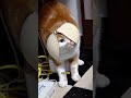 #cat #catlover #catlovers #kucing #kucinglucu #cats #shorts #catshorts #shortvideo #shortsvideo