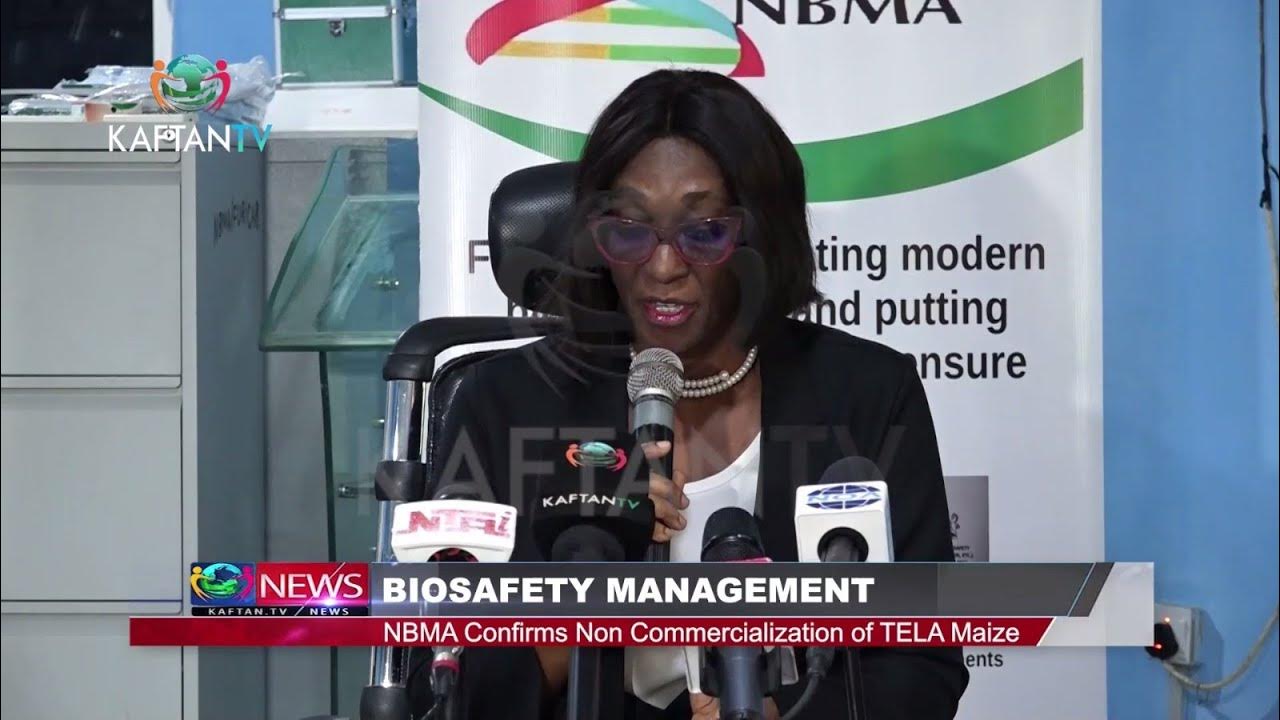 BIOSAFETY MANAGEMENT: NBMA Confirms Non Commercialization Of TELA Maize