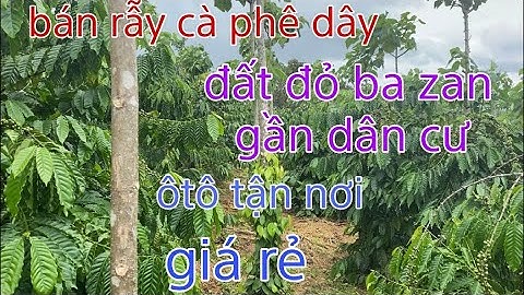 Nhà đất đăk nông cần bán gấp rẫy cà phê. Nguồn thu mạnh. Đất bằng thoải. Oto tận nơi. Giá quá rẻ