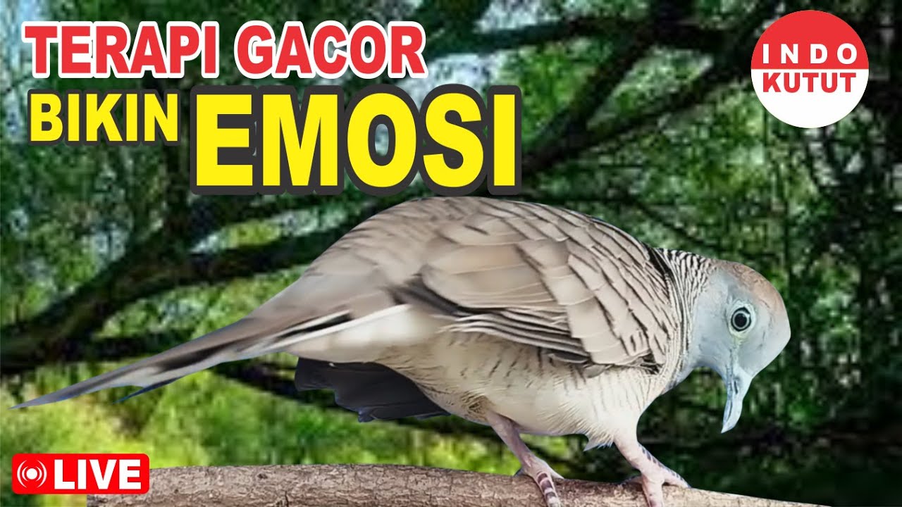 suara burung Perkutut Lokal Gacor di alam liar manjur buat masteran