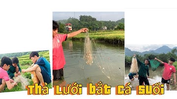 Ra Đồng Thả Lưới Bắt Cá suối Gặp Vũng nước cạn nhiều Cá Và Tôm