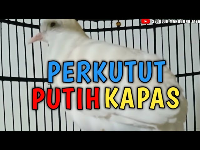 PERKUTUT PUTIH KAPAS GACOR Boleh dites buat pancingan class=