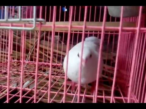 Video Chim cu gáy bạch tạng - youtube