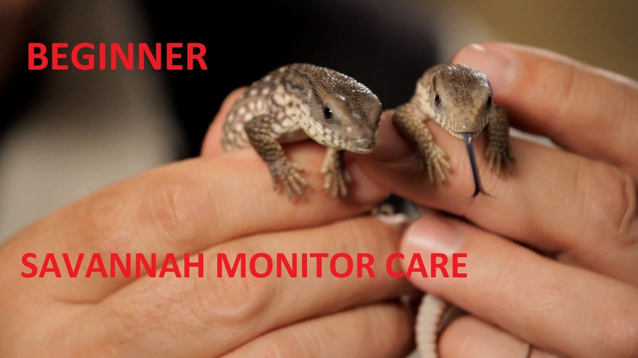 Basic Savannah Monitor Care 