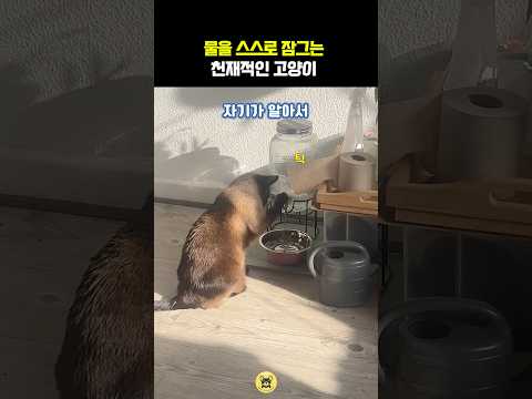 물을 스스로 잠그는 천재적인 고양이 #동물 #고양이 thumbnail