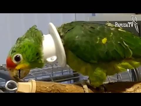 Wideo: Jak założyć klatkę dla ptactwa, papugi lub papugi