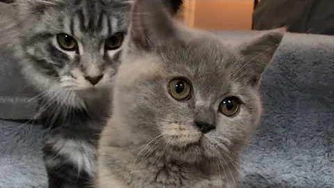 Video 1923111: british shorthair lilac kitten, purring british shorthair, cat kitten britishshorthair kitty, britishshorthair cat cutecat kitten, britishshorthair catlover cutecat, purr kittens cat, pretty maine coon