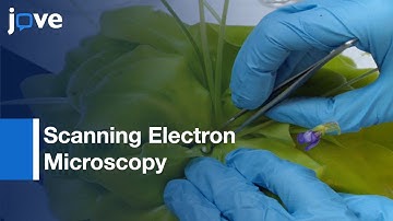 Scanning Electron Microscopy For Problematic Plant, Oomycete & Fungal Samples l Protocol Preview