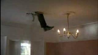 Immobilienmakler Hagebaumarkt Vol.1