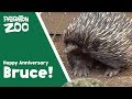 Bruce the Echidna - 26 years at Paignton Zoo!