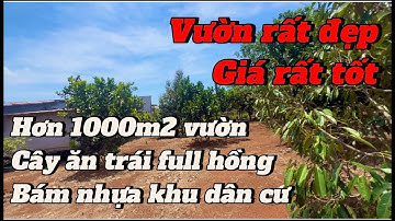 vườn trái cây ở br-vt vào mà mê luôn. chị vân cần bán để lấy tiền xoay sở công việc gia đình.