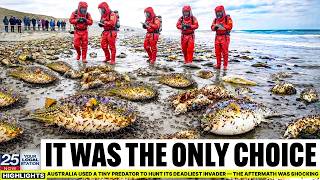 Celebrity Australia Used a Tiny Predator to Hunt Its Deadliest Invader — The Aftermath Was Shocking Net Worth