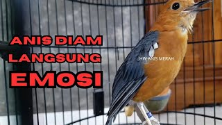 Download Lagu ANIS MERAH MEMANGGIL. Banyak yang Langsung Bunyi Dan Gacor Mendengar Pancingan Anis Merah Ini MP3 Download Lagu ANIS MERAH MEMANGGIL. Banyak yang Langsung Bunyi Dan Gacor Mendengar Pancingan Anis Merah Ini MP3