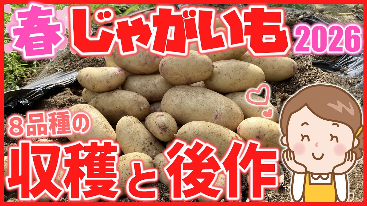 収穫したて リリーが育てたジャガイモ ♡ Home Gardening] Spring Potato Harvest and Successive Cropping