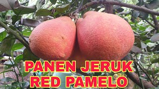 PANEN JERUK RED PAMELO