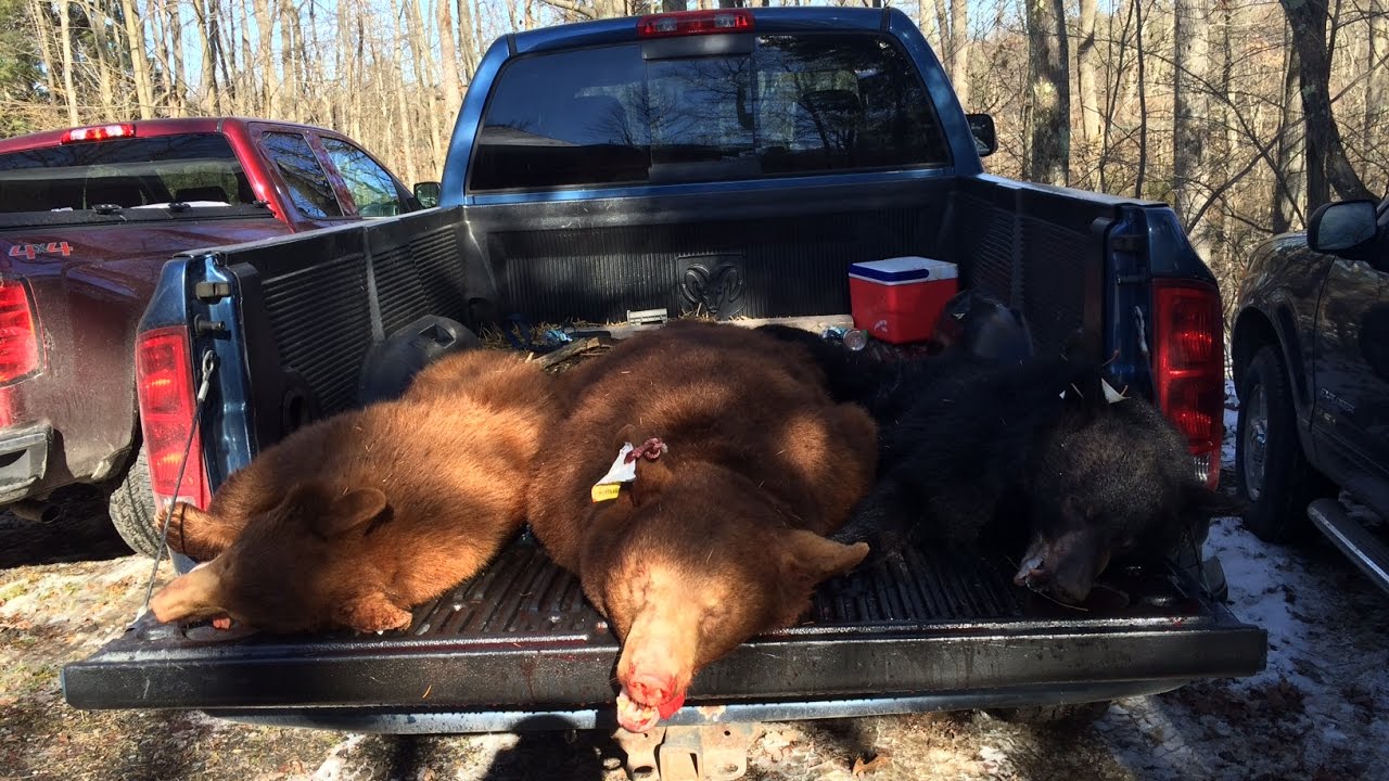 Pennsylvania Bear Hunting 2016 + 2 Cinnamon Phase Bears YouTube