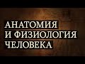 Анатомия и физиология человека. Лекция 1