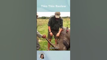 Họ đã giúp những con tê giác tránh được sự nguy hiểm từ kẻ trộm sừng #short #shorts #viralvideo